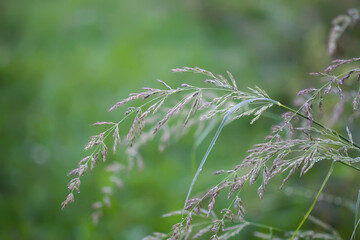Calamagrostis arundinacea plant. Wild grass on a rural summer field.