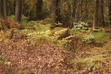 Fototapeta premium Autumn fern with warm golden and brown fronds, showcasing seasonal change. highlighting delicate textures and the rich colors of fall 