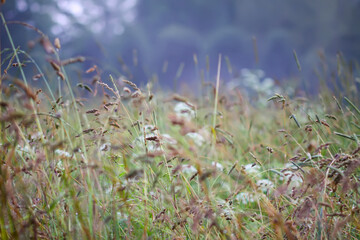 Poa pratensis, Kentucky bluegrass, blue grass, or smooth meadow-grass plants on summer field. Wildflowers.