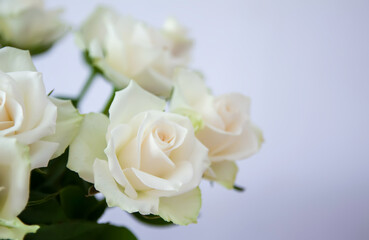 Pure white roses in gentle bouquet. A peaceful and elegant botanical scene.