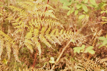  yellowed autumn fern branch displaying delicate, aged fronds. The muted tones evoke the gentle transition of fall, capturing nature’s seasonal change and quiet beauty