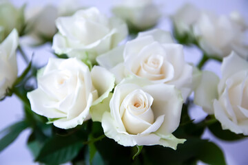 Pure white roses in gentle bouquet. A peaceful and elegant botanical scene.