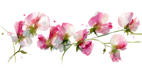Delicate pink sweet peas blossoming on a thin branch isolated against a clean