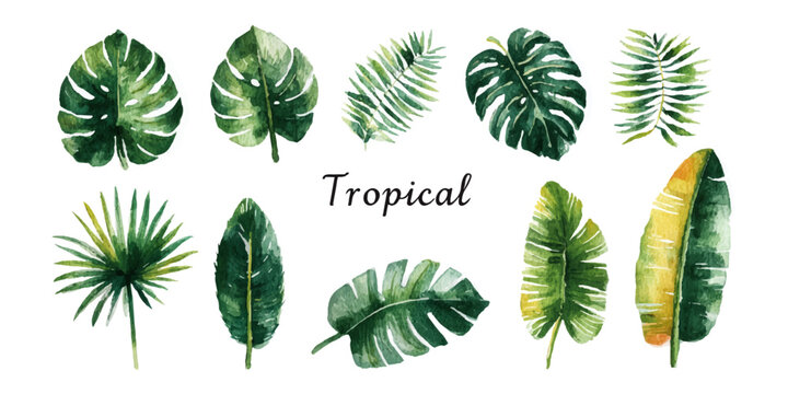  tropical leaves collection featuring monstera palm banana and fern for botanical design elements