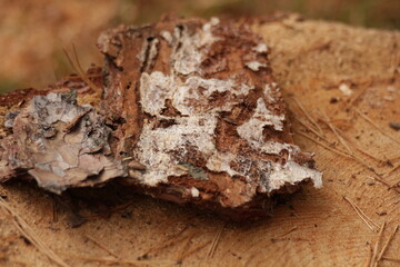 Pine bark fragment on a stump, partially decomposed and covered with white fungus—suited for ecology education, forestry topics, decay process, forest ecosystem studies, natural textures, and biology 
