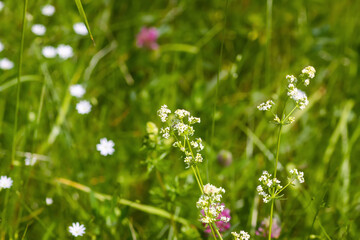 White flowers of a Galium intermedium plant. Natural flora growing on a field.