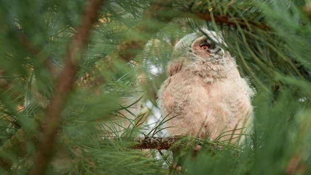 Three cute playful owlets in their nest in a pine forest. 60fps close up clip of a young long eared owl family.