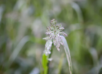Wild meadow. A tranquil and organic view of summer nature.