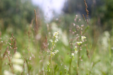 White flowers of a Galium intermedium plant. Natural flora growing on a field.