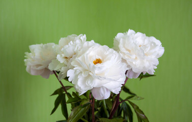 Soft white peonies with gentle petals on a green background. A serene and romantic still life.