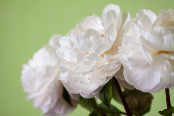 Elegant peony flowers arranged simply. A calm image of purity and minimalism.
