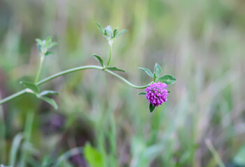 Countryside field with wild clover. A soft and vibrant expression of summer growth.