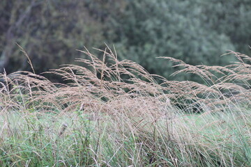 Obraz premium Grassy field with wildflowers. Natural flora growing