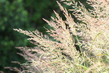 Calamagrostis arundinacea plant. Wild grass on a rural summer field. A natural view full of light and calm.