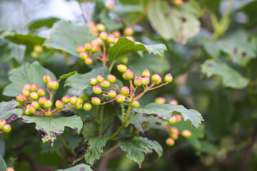 Unripe berries of viburnum on a bush.