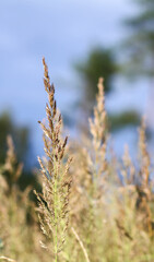 Calamagrostis arundinacea plant. Wild grass on a rural summer field. A natural view full of light and calm.