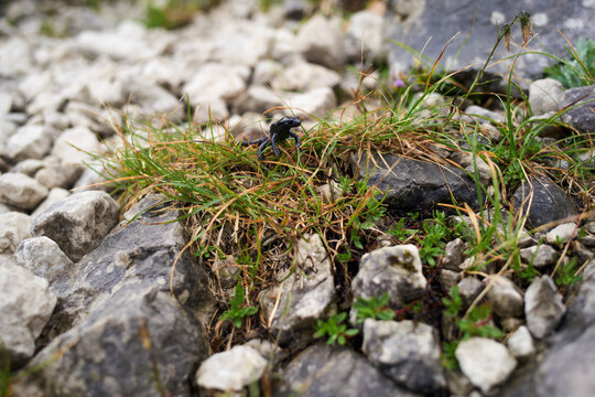 Salamander nestled among rocky terrain with grass and small plants. Salzkammergut, Salt Domain, Dachstein Mountains, Austria