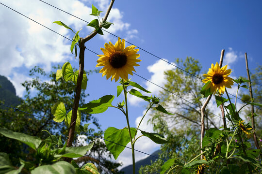Bright yellow sunflowers against a clear blue sky in a lush garden. Salzkammergut, Salt Domain, Dachstein Mountains, Austria