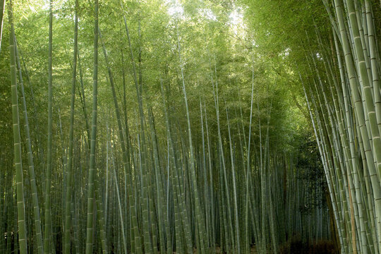 Lush green bamboo forest with tall, slender trees reaching towards the sky. Japan