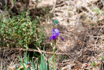 vibrant purple iris flower stands tall among dry grasses and lush green plants, basking in warm sunlight of spring day in garden setting