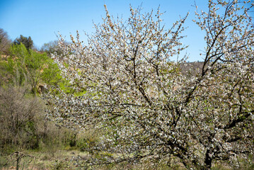 beautiful cherry blossom tree displays vibrant white flowers under bright blue sky. surrounding greenery and peaceful landscape highlight arrival of spring