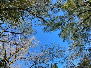 sunlight on trees and blue sky