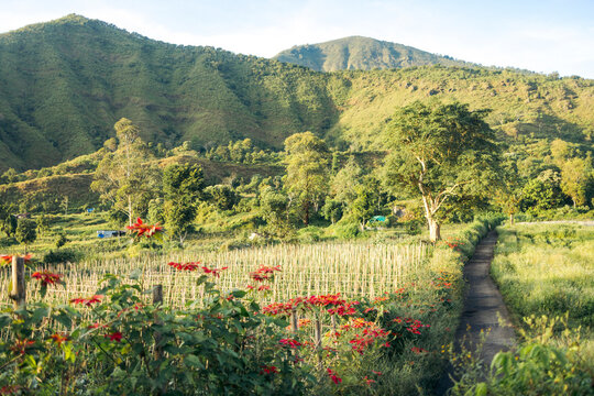 Lush green hills with a path through fields and vibrant red flowers in the foreground. Lombok, Senaru, Indonesia