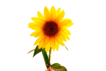 Bright yellow sunflower held by hand, isolated on a clean white background. Ideal for nature, summer, wellness, and floral-themed projects.