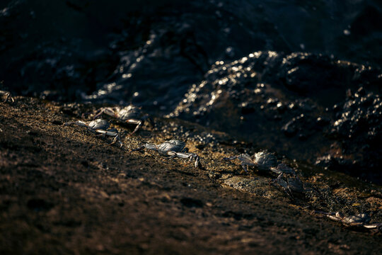 Rocky shoreline with several crabs basking under the sunlight by the water's edge. Ambon, Maluku, Indonesia