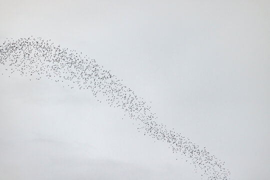 A large flock of birds flying across a plain, overcast sky in a sweeping formation. Saleman Village, Seram Island, Maluku, Indonesia