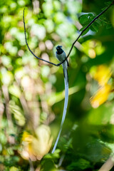 An Indian paradise flycatcher with a crest and a very long white tail perches on a branch, surrounded by green foliage.