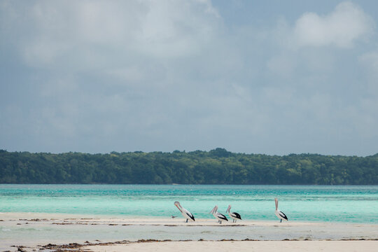 Pelicans standing on a sandy beach against turquoise water and a cloudy sky. Pantai Ngurbloat or Ngurbloat Beach in Kei Kecil, Southeast Maluku, Indonesia