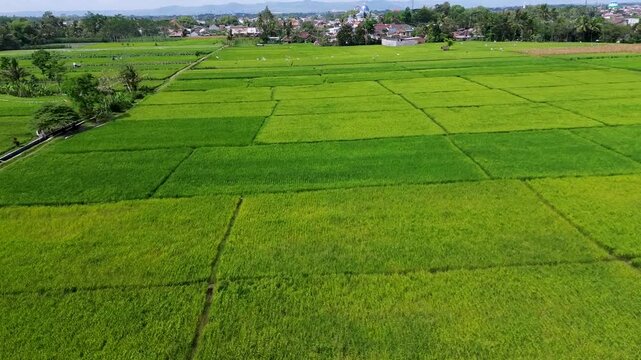 Aerial View of Rice Fields in Malang Regency, East Java, Indonesia