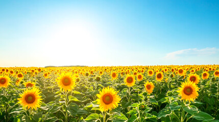 A vast field of sunflowers under a bright blue sky on a sunny day,  ai generated image