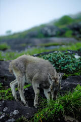Nilgiri Tahr grazing on a rocky mountain trail in Munnar, Kerala
