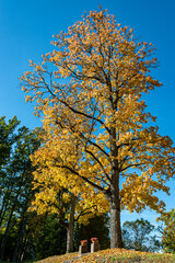 colorful and bright leaves against the blue sky, autumn colors in nature, yellow