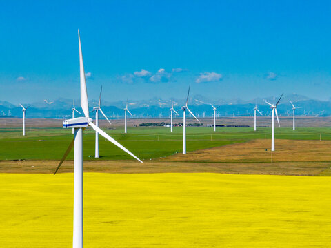 Wind turbines in a bright yellow field with mountains in the background under a clear sky. South of Glenwood, Canada