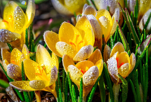 Dew-covered yellow crocuses bloom vibrantly among lush green leaves in sunlight. Calgary, Canada