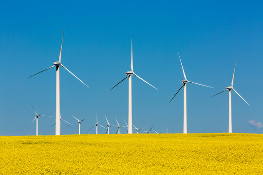 Wind turbines stand tall in a bright yellow field under a clear blue sky. North of Glenwood, Canada