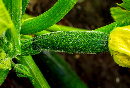 Close-up of a green zucchini growing on the plant in a garden.