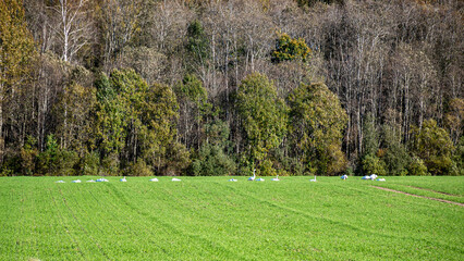 white northern swans resting in a bright green meadow, bird migration in spring and autumn, autumn