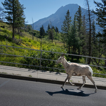 A mountain goat trots along a roadside with a mountainous forest backdrop. Waterton Park, Alberta, Canada