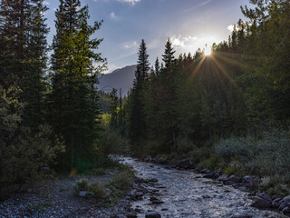 Sunbeam filters through tall trees along a gently flowing river in a serene forest setting. Kananaskis, Alberta, Canada