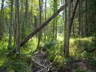 Sunlit forest with fallen tree bridging a path surrounded by lush green foliage. Kananaskis, Alberta, Canada