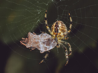 a European garden spider eating a captured shield bug beetle