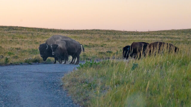 Bison crossing a gravel road in an open field at sunset, surrounded by tall grass. Waterton Park, Alberta, Canada