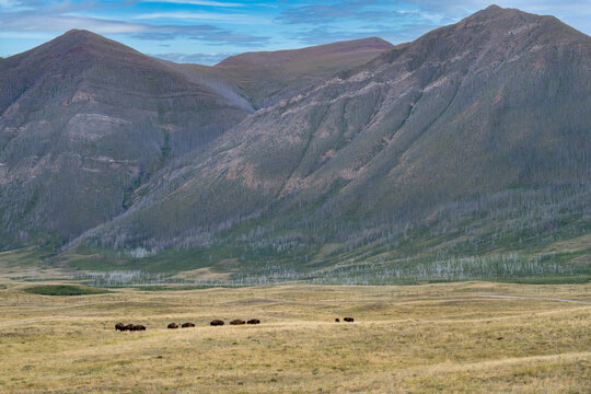 A herd of bison grazes in a vast valley with towering mountains under a blue sky. Waterton Park, Alberta, Canada