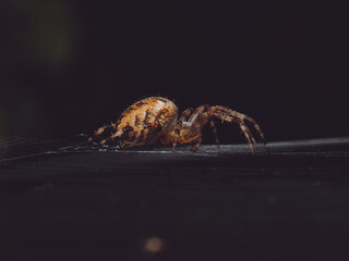 A side view of a European garden spider on it's web, waiting for prey