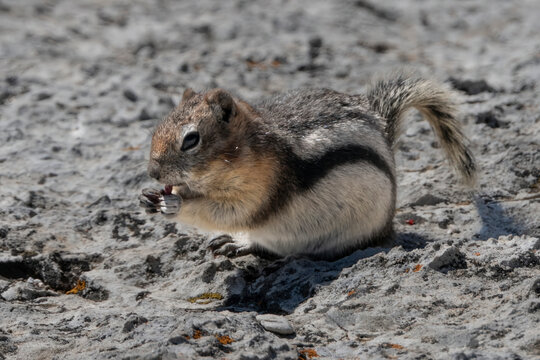 A squirrel munching on food while perched on a rocky surface in a natural setting. Waterton Park, Alberta, Canada