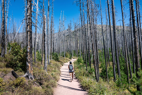 A person hikes along a trail surrounded by tall, thin, bare trees under a bright blue sky. Waterton Park, Alberta, Canada